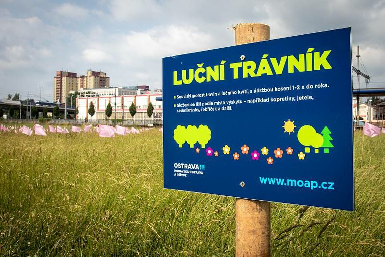 LUČNÍ LOUKY SE OSVĚDČUJÍ. V MORAVSKÉ OSTRAVĚ A PŘÍVOZU PŘIBÝVÁ MOTÝLŮ I VZÁCNÝCH DRUHŮ KOBYLEK