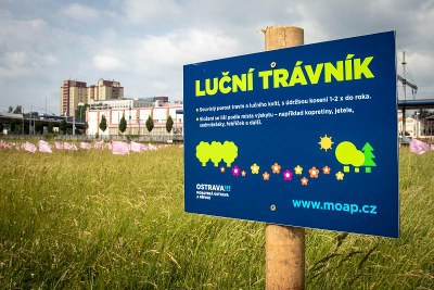 LUČNÍ LOUKY SE OSVĚDČUJÍ. V MORAVSKÉ OSTRAVĚ A PŘÍVOZU PŘIBÝVÁ MOTÝLŮ I VZÁCNÝCH DRUHŮ KOBYLEK