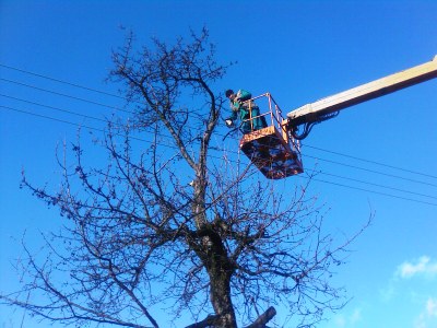 Technické služby provádí v tomto období ořezy stromů a křovin