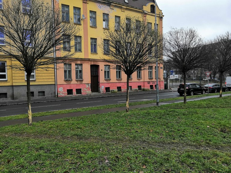 V parčíku na ulici Jirská v Přívoze vandalové poškodili 7 stromů