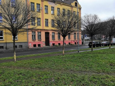 V parčíku na ulici Jirská v Přívoze vandalové poškodili 7 stromů